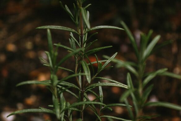 Rostban gazdag ételek listája — kategorizálva (táblázattal)
